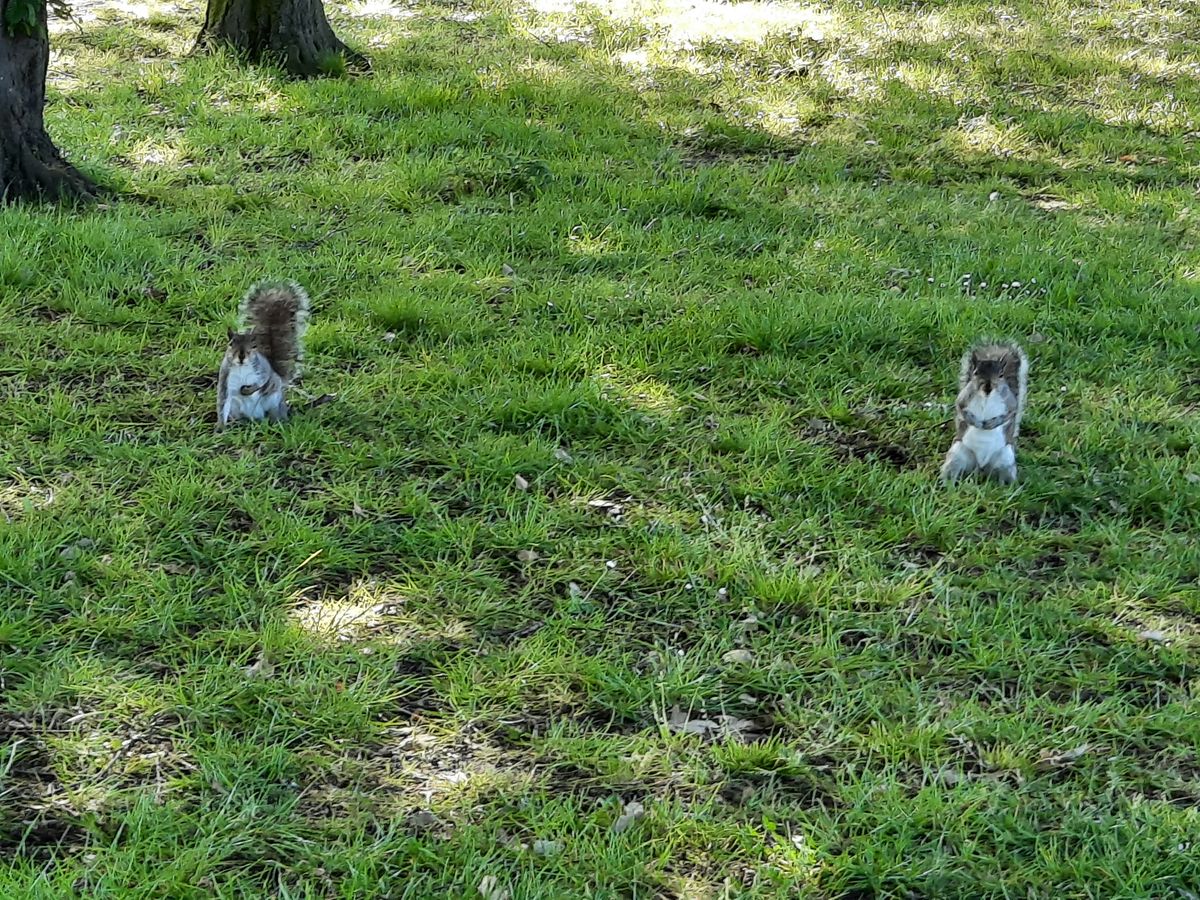 We miss a proper zoom camera. Use digital zoom and you&rsquo;ll end up with trashy shots like this. The squirrels deserve better.