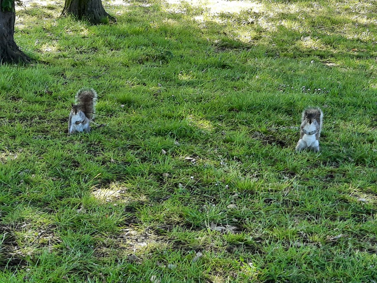 We miss a proper zoom camera. Use digital zoom and you&rsquo;ll end up with trashy shots like this. The squirrels deserve better.