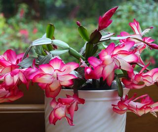 pink-flowering Christmas cactus in white pot on windowsill