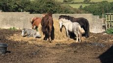 Lloyd-equines-iv.jpg