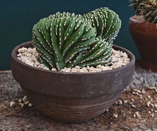 crested cactus Myrtillocactus geometrizans cristata in terracotta pot with dark blue background