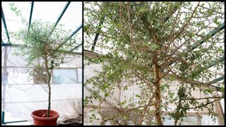 A collage of two pictures showing a small tree standing in a pot in a greenhouse.