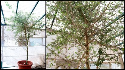 A collage of two pictures showing a small tree standing in a pot in a greenhouse.