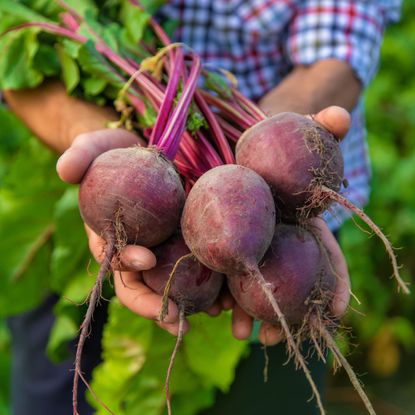 A gardener holds a freshly harvested crop of beets in his hands while in the garden