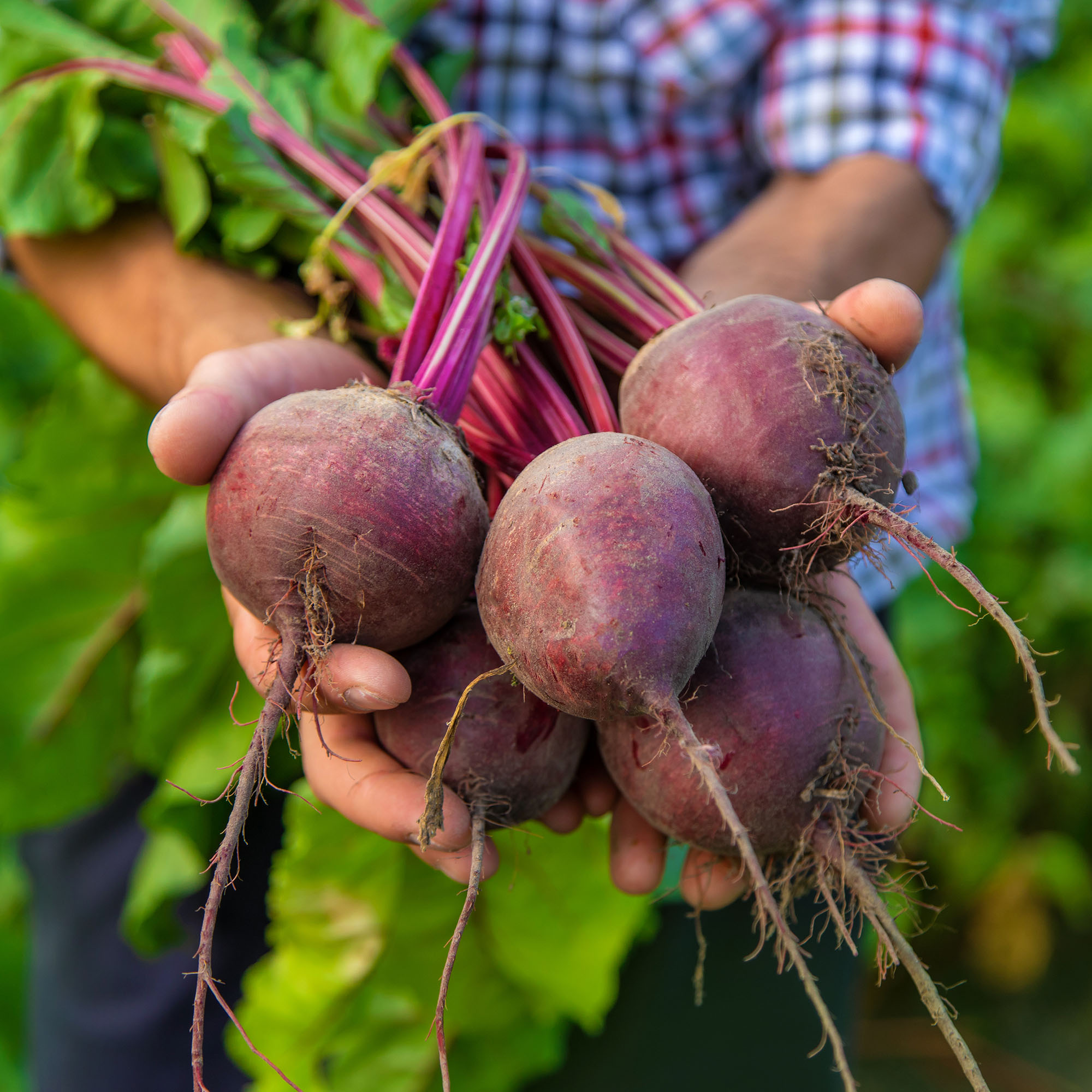 A gardener holds a freshly harvested crop of beets in his hands while in the garden