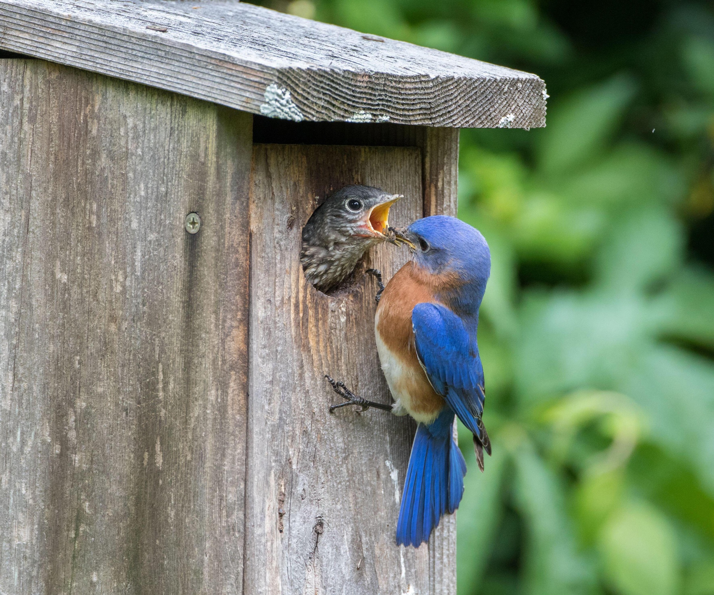 A male eastern bluebird, Sialia sialis, feeding a spider to its chick.