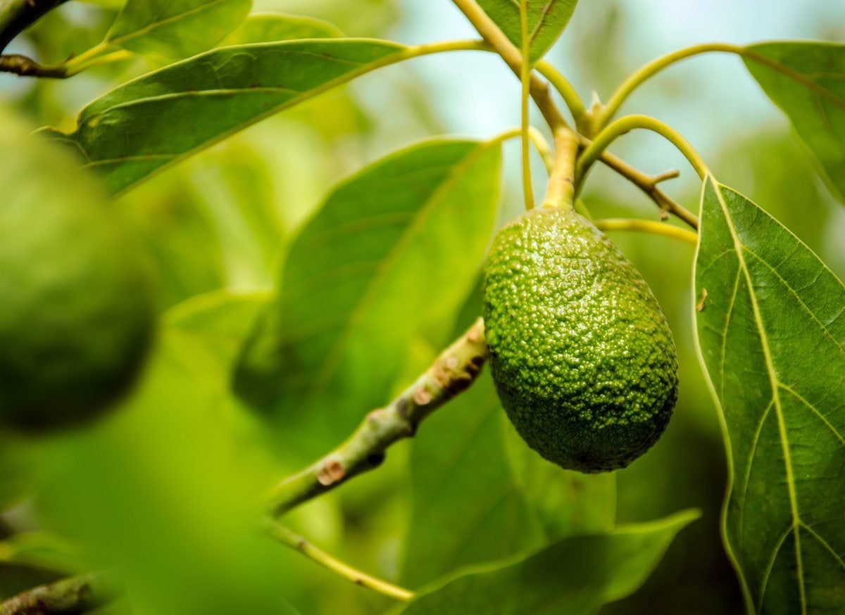 zone 8 avocado