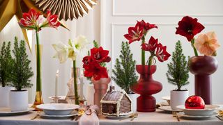 vases of amaryllis flowers on table with festive decor