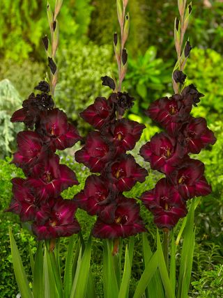 Black plants: Gladiolus