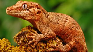 Gargoyle Gecko