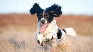 Pure joy on the face of a young spaniel running free through a field