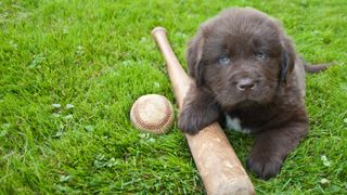 Newfoundland puppy with baseball bat and ball