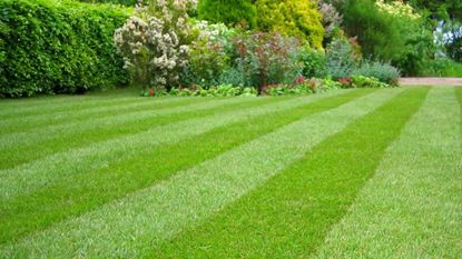 the best weed killer: lawn free of weeds