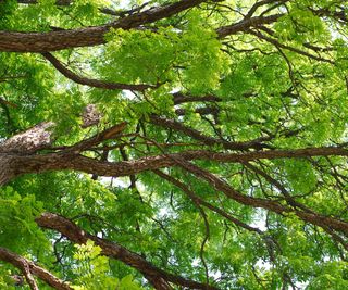 canopy of a Kentucky coffeetree in summer