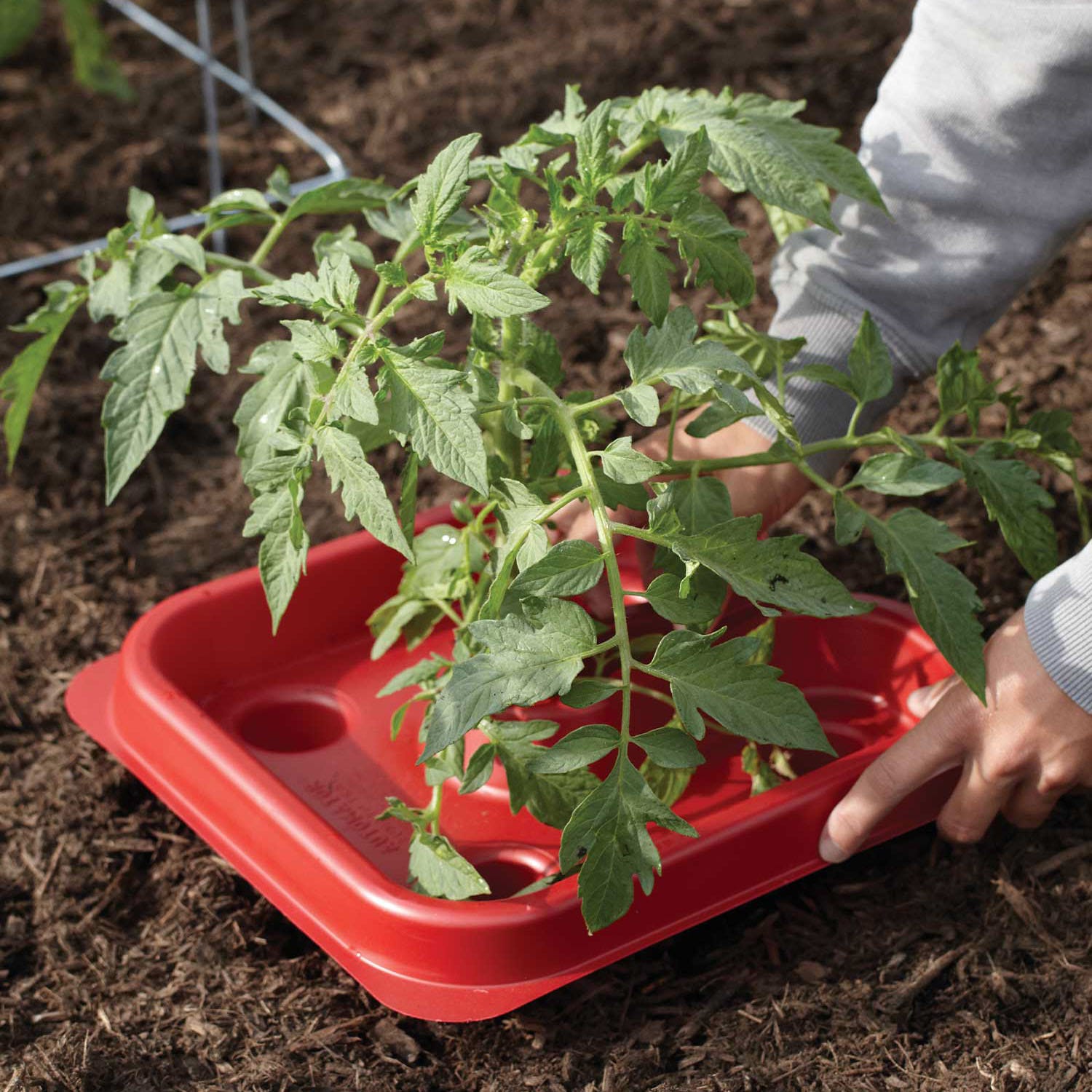 Tomato &amp;amp; Pepper Automator Trays