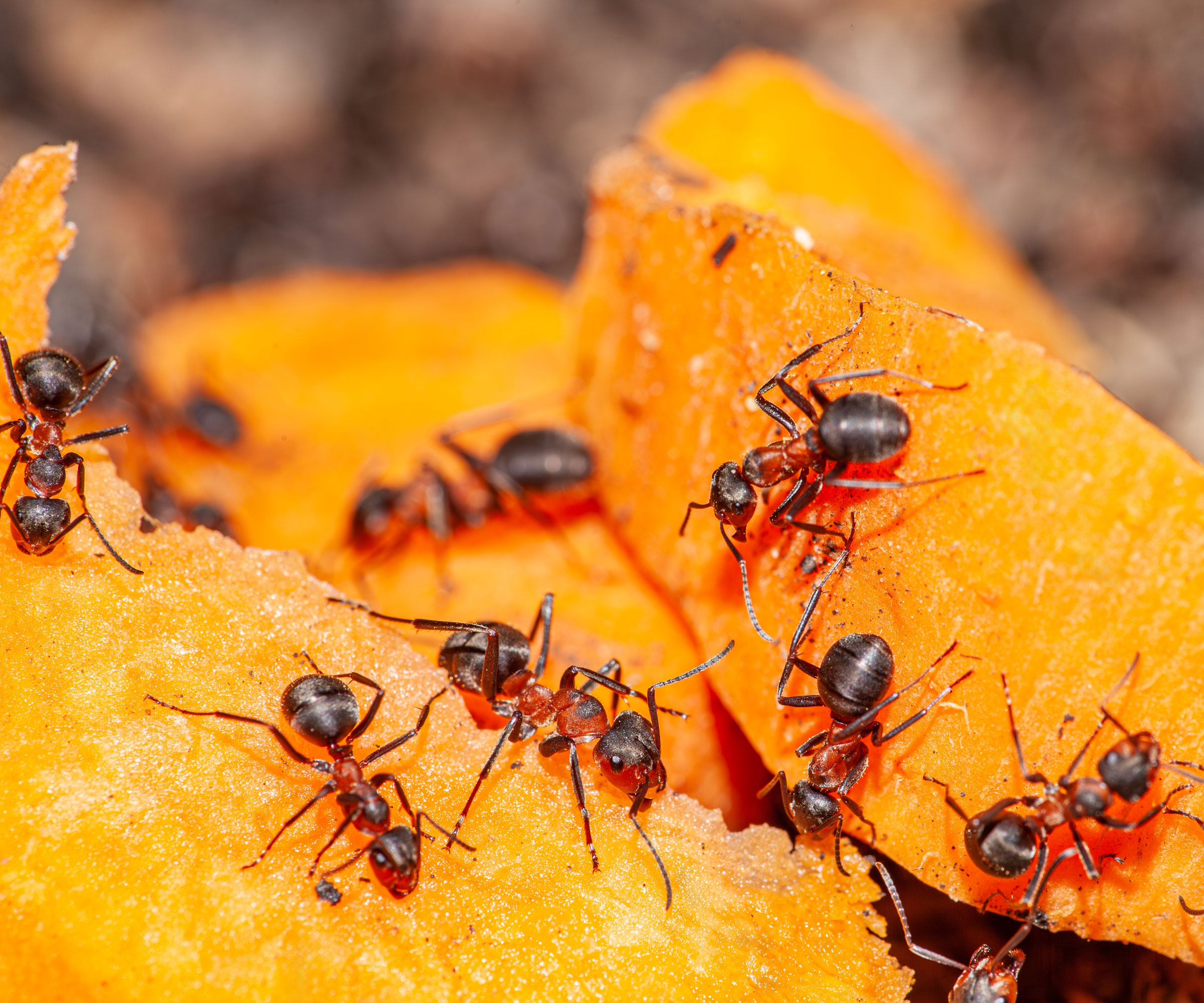 ants on orange fruit slices on bird table