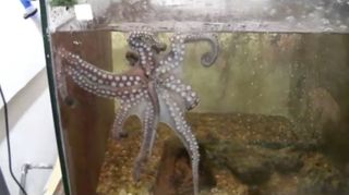 An octopus "spaghetti holds" its own amputated arm, dangling it from its beak and avoiding skin-to-skin contact.