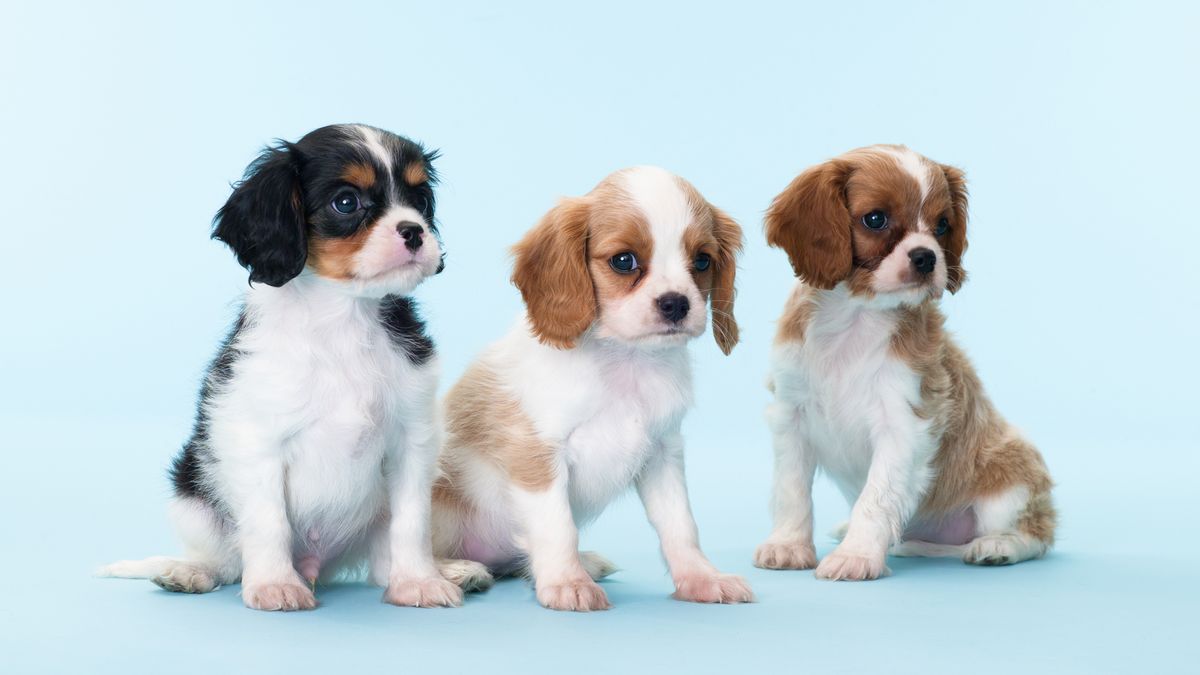 Three puppies sitting down