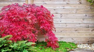 Red Japanese maple tree against a wooden wall