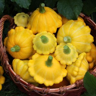 Freshly harvested yellow patty pan squashes in basket in garden