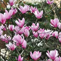 Magnolia 'Heaven Scent' | from £84.99 at Thompson &amp; Morgan