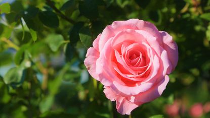 how to prune shrub roses
