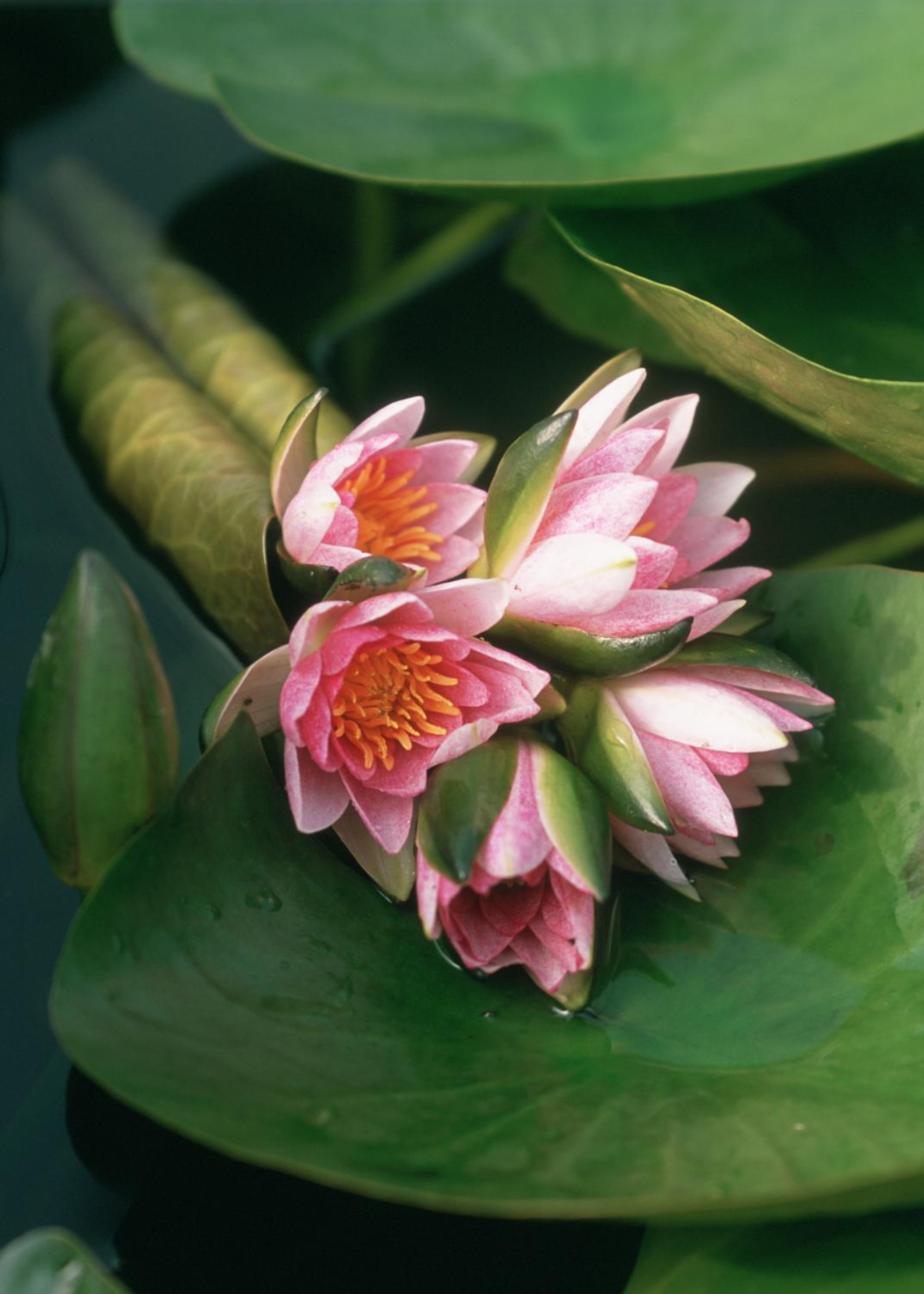 A close-up of a water lily on a lily pad