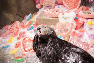 Valentine's Day Treats for Sea Otters
