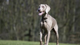 a Weimaraner walks acros a field with a wooded background