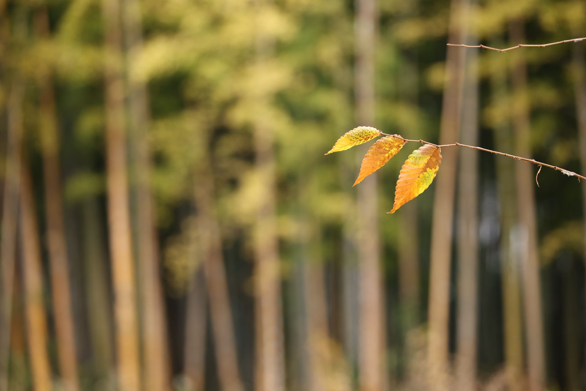 Sample image taken with Canon 70-200mm f/2.8L IS USM for comparison with the Nikon Z 70-200mm f/2.8 VR S II image