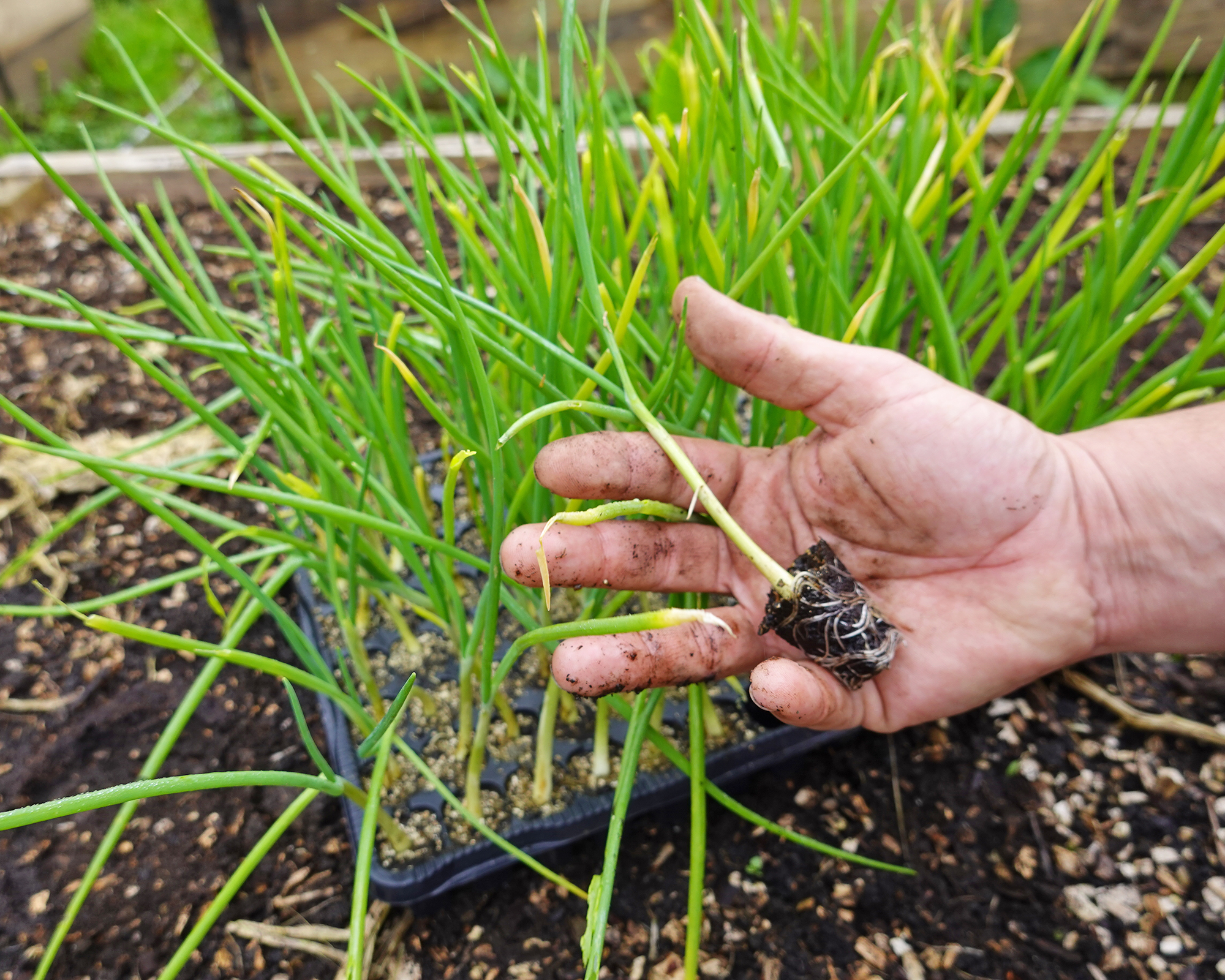 Gardener holds a young onion plant for transplanting in vegetable garden
