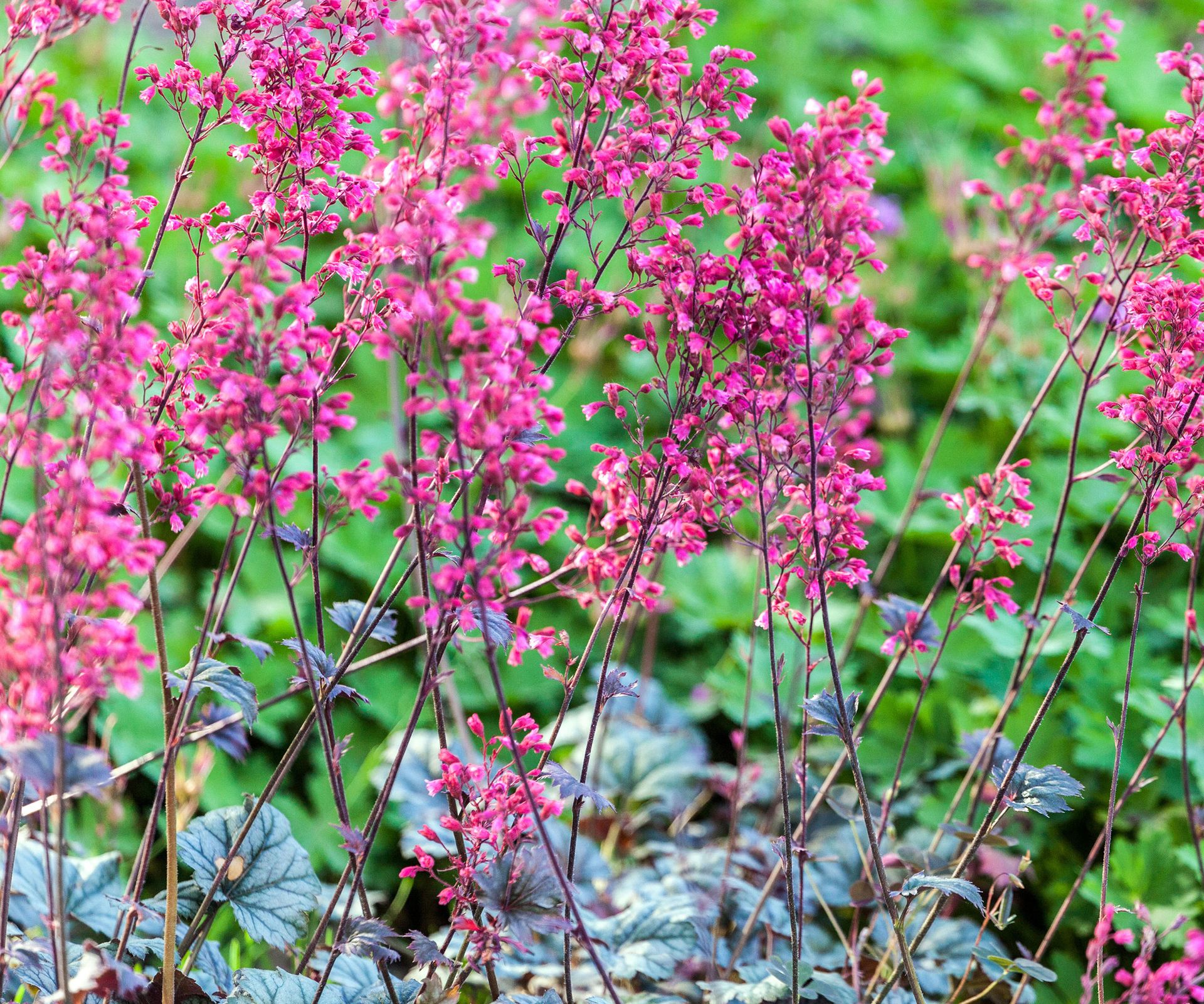 Heuchera Varieties 15 Coral Bells For Foliage And Flowers Homes And 