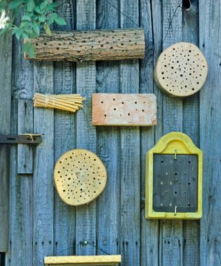 Pieces of wood with drilled holes hanging on a fence to attract insects