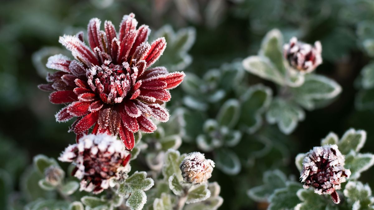 Winterizing mums: follow our expert advice to protect these fall favorites