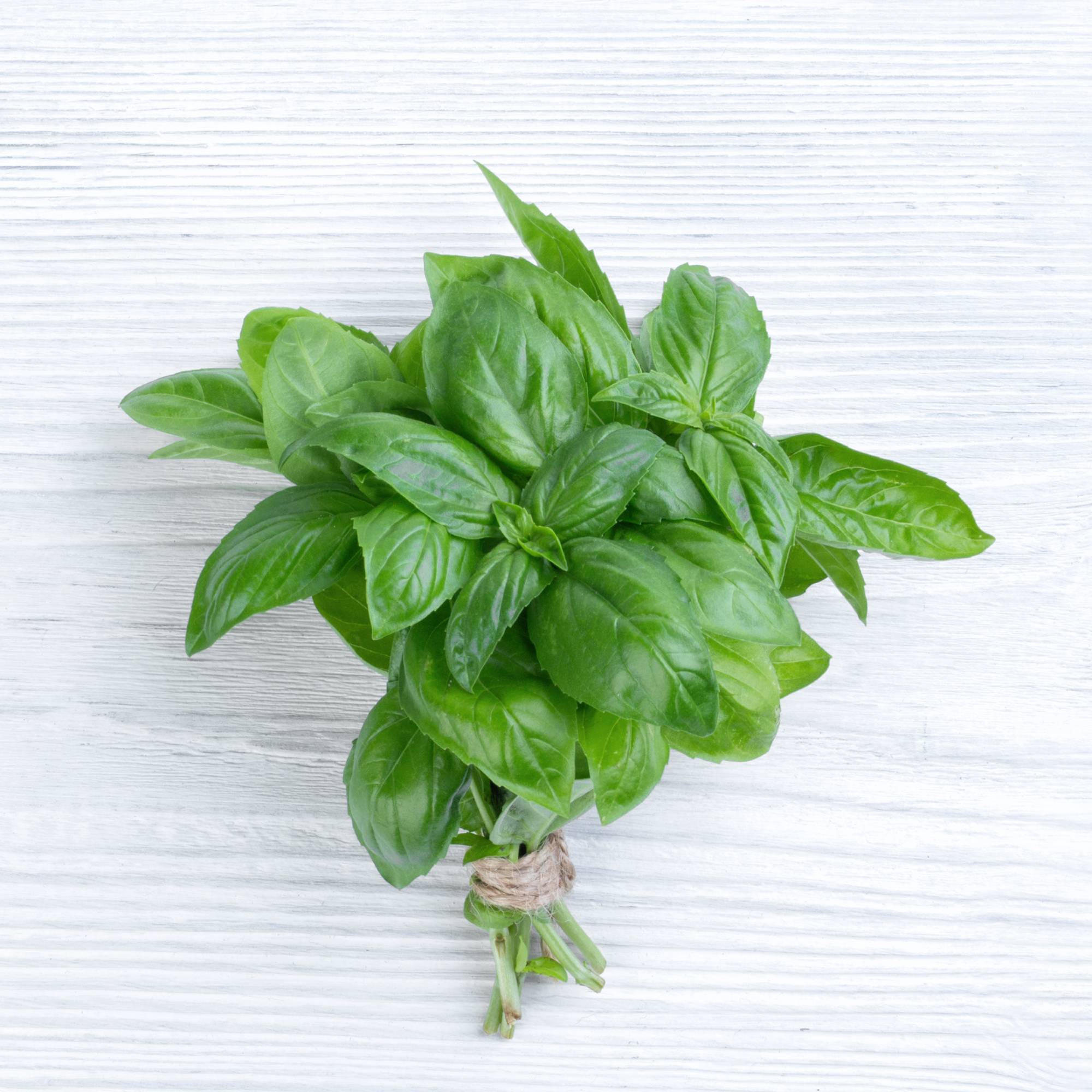 Bundle of fresh basil leaves on a white wooden background