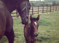 Lauren Shannon's mare Quixotic with her foal Alta