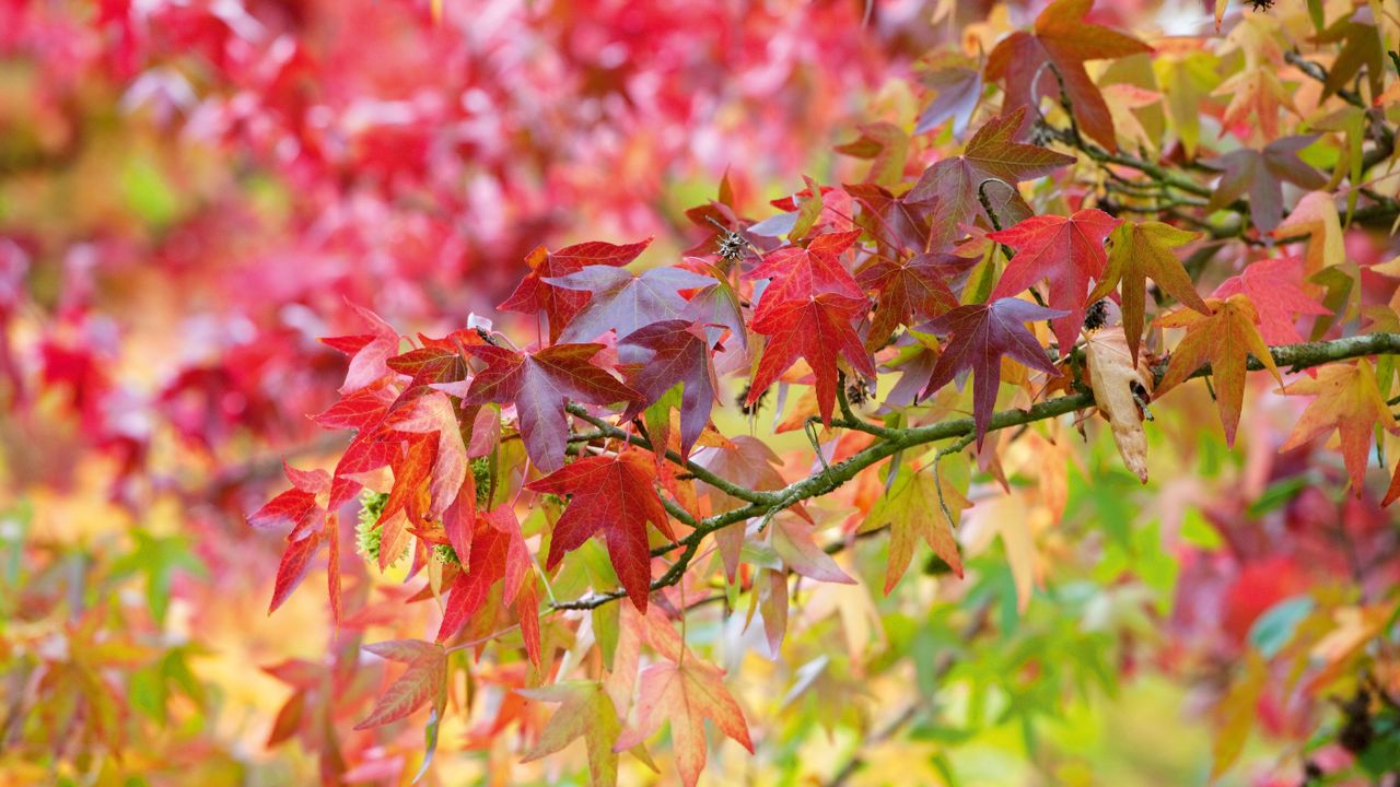 trees for fall color on leaves 