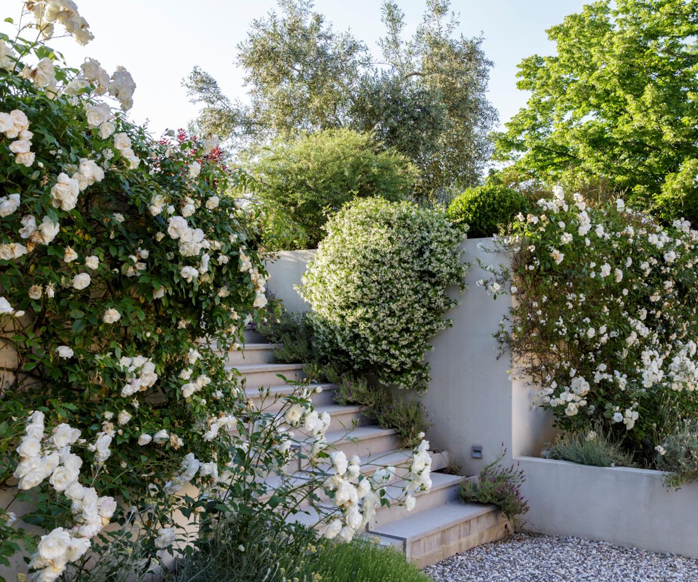 White rambling roses either side stairs
