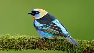 A golden-hooded tanager sitting on a mossy branch.