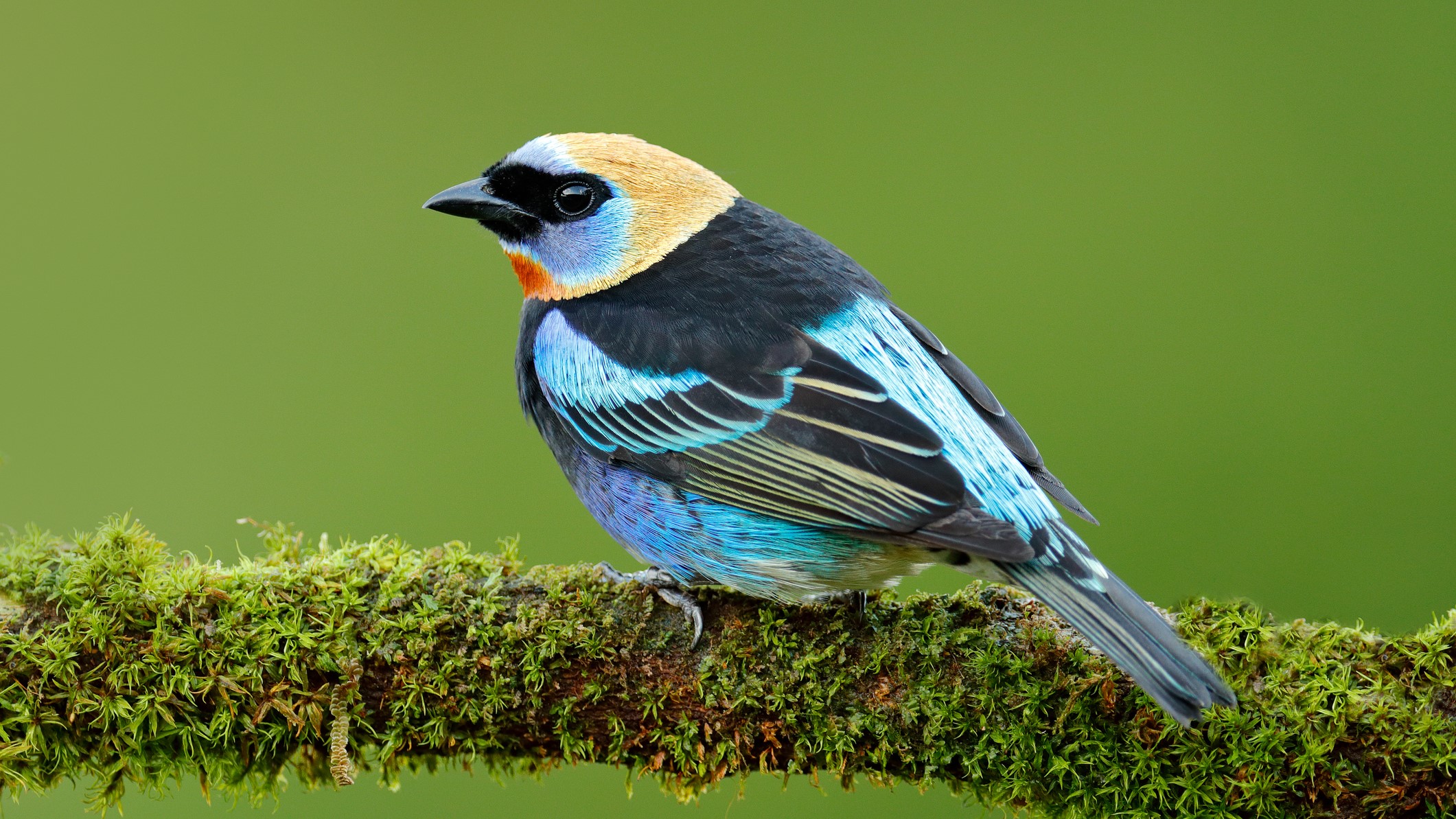 A golden-hooded tanager sitting on a mossy branch.