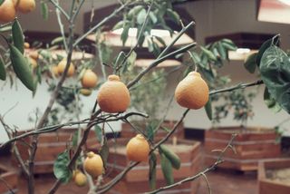 An indoors planted orange tree is captured up close with fruits hanging from its branches. Behind it, we see multiple planters containing more trees, each complete with a light source at its top.