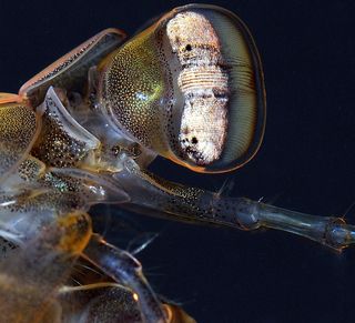 Another look at the eyes of the mantis shrimp <em>Pseudosquillana richeri</em>.