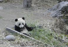giant panda cubs, cute baby animals, captive breeding, reintroduction