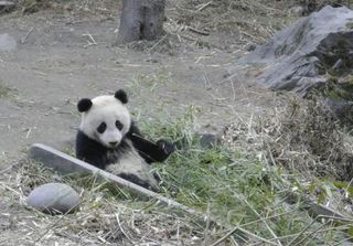 giant panda cubs, cute baby animals, captive breeding, reintroduction