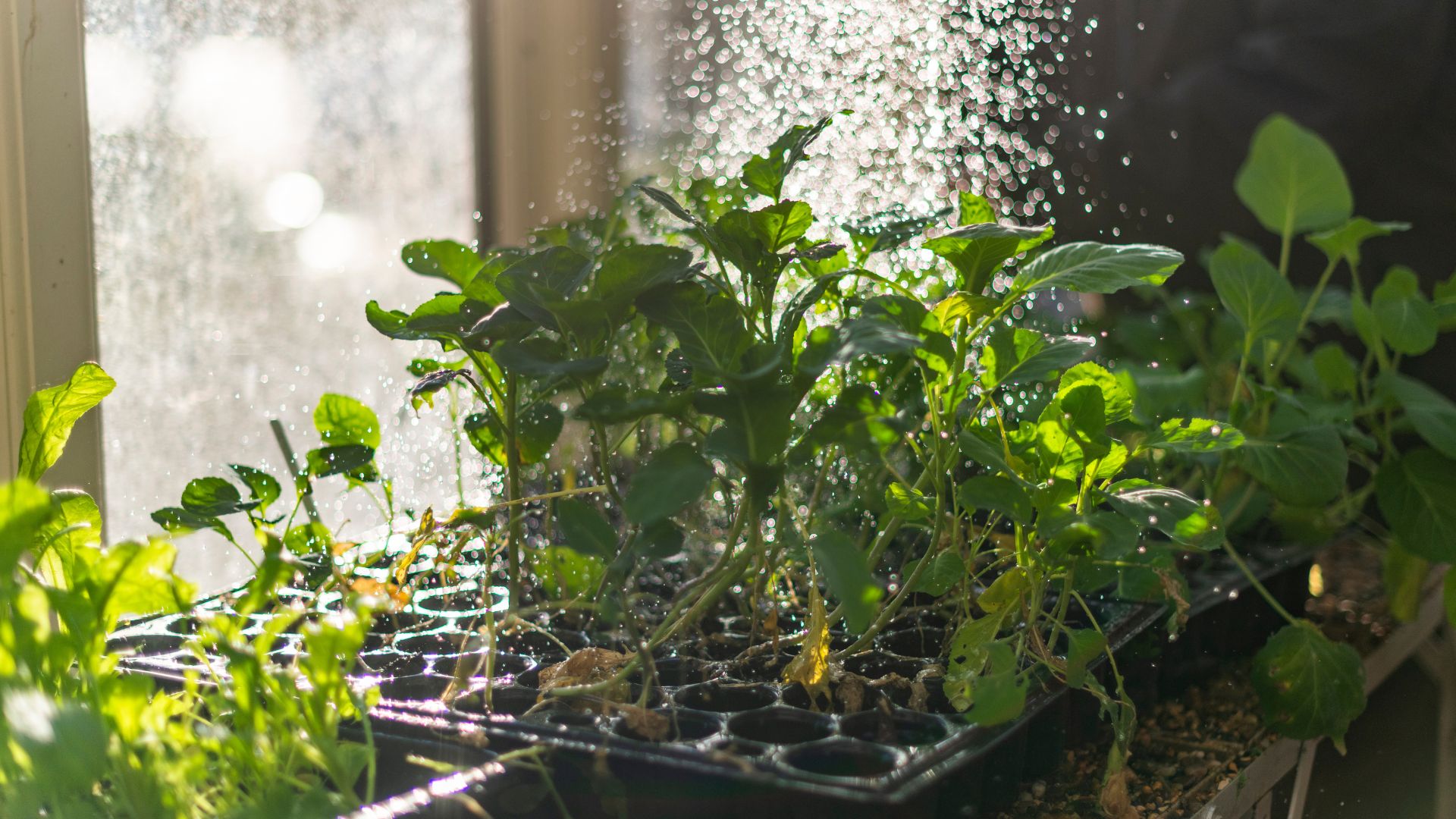 picture of broad beans growing as seedlings in greenhouse