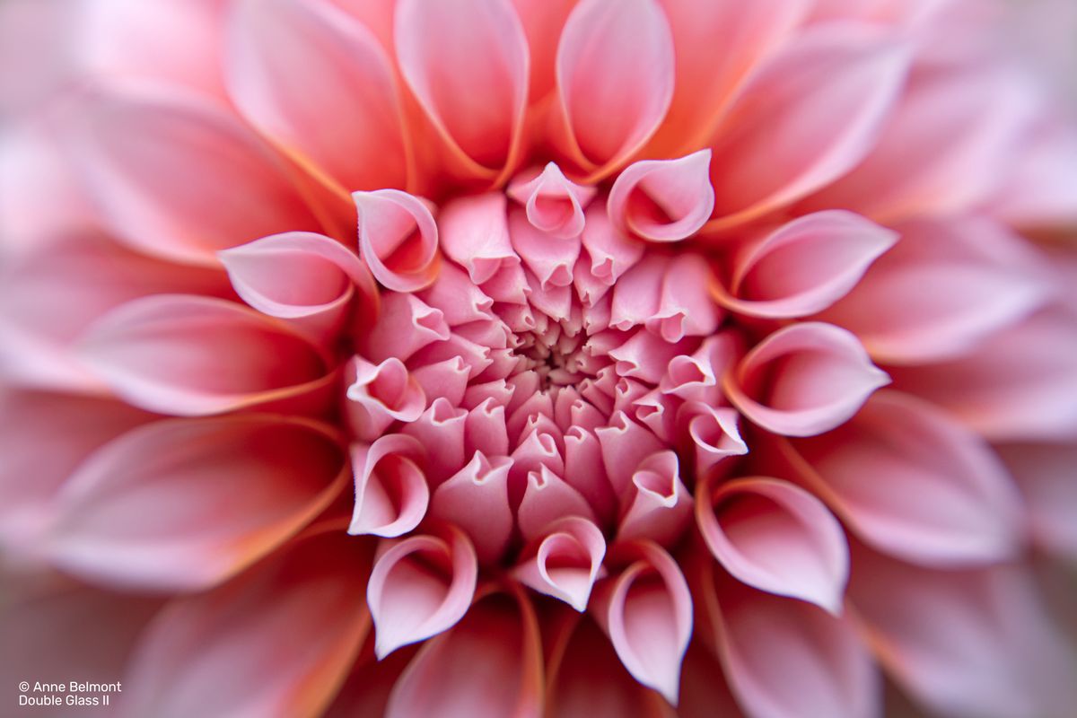 flower petals shot on lensbaby double glass ii