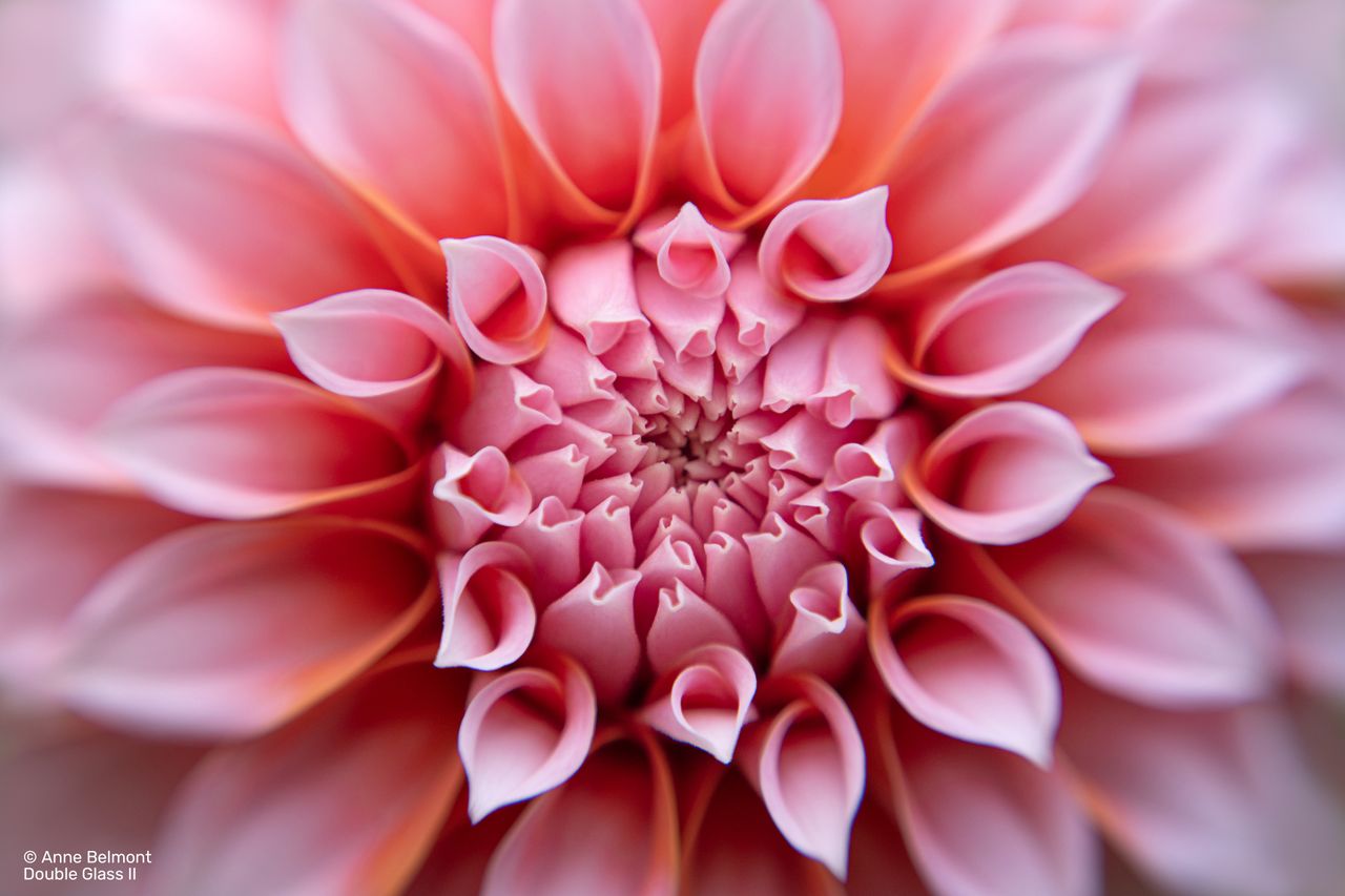 flower petals shot on lensbaby double glass ii