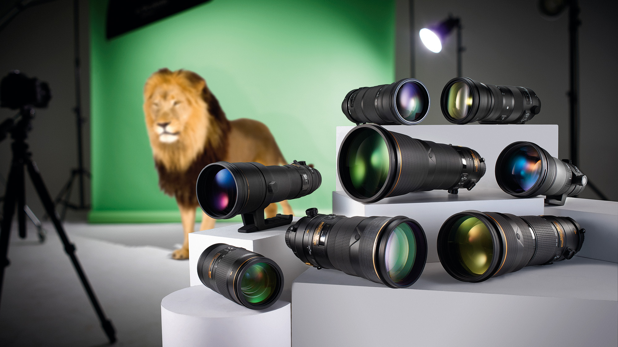Lion in studio against green background with selection of super-telephoto lenses in the foreground 