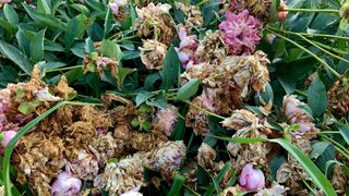 picture of peony bush with wilted flowers