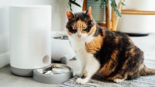 Cat sat beside smart feeder